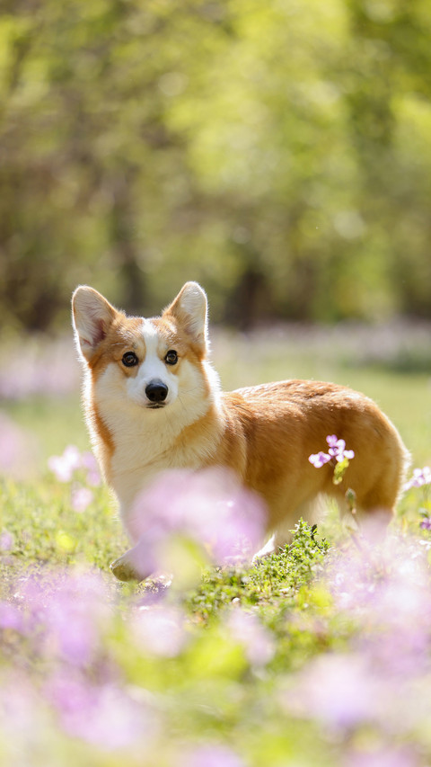 Your dog may not know you 5 screenshot