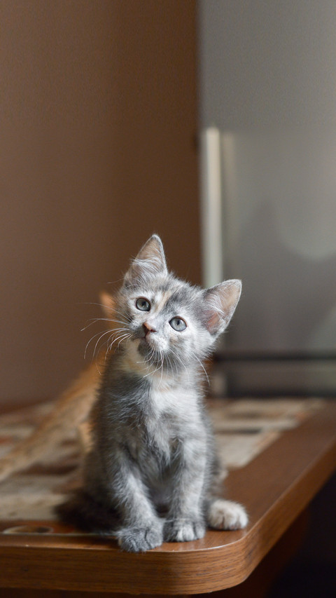 Gray tortoiseshell kitten sitting on the kitchen table screenshot