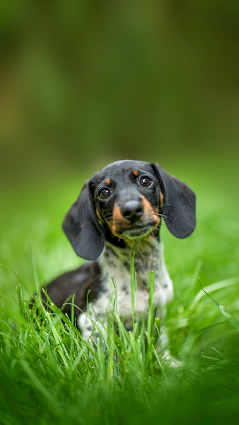 Miniature piebald dachshund in a meadow screenshot