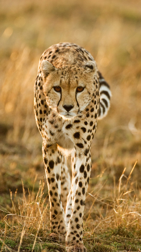 Model like animal 3 screenshot