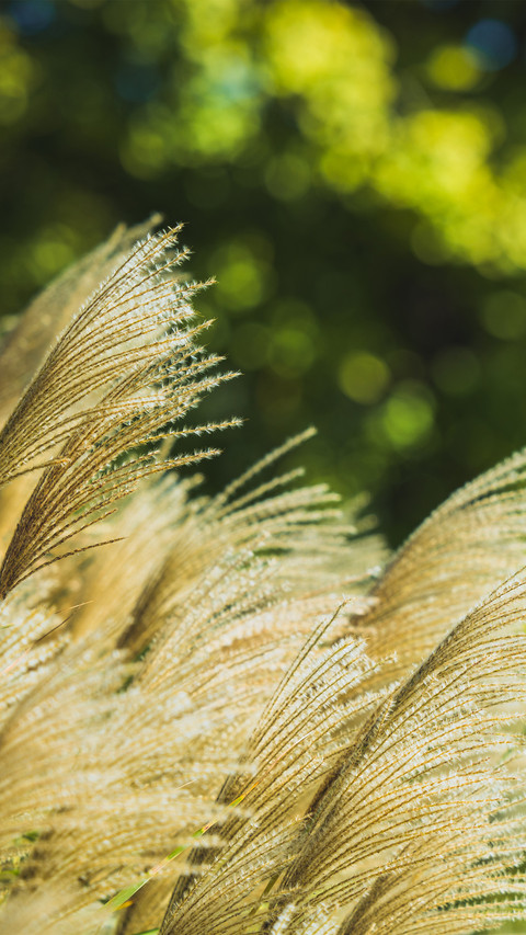 Autumn at the national botanical garden screenshot