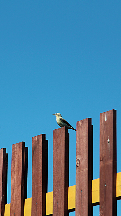 International-Bird on the Fence screenshot