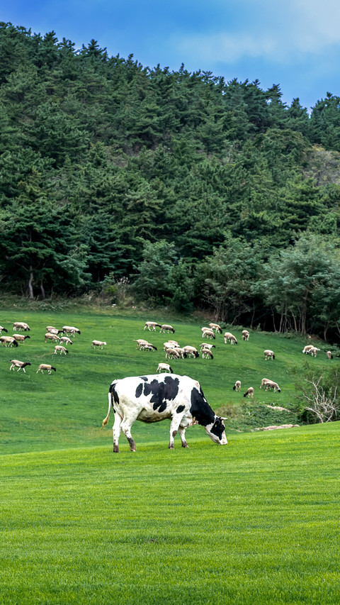 In the morning light of the pasture cattle and sheep screenshot