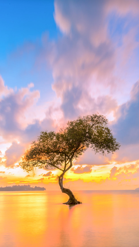 Dramatic Colorful Sunset Sky Above Silhouette Big Tree screenshot