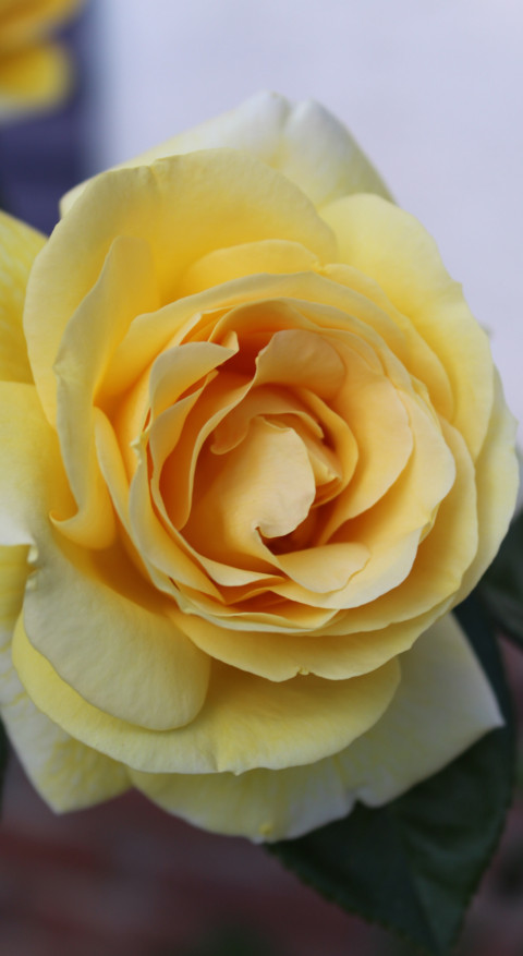 Yellow (25) screenshot