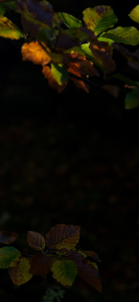 一叶知秋 screenshot