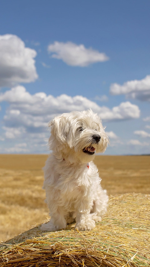 Sweet little maltese pet dog screenshot