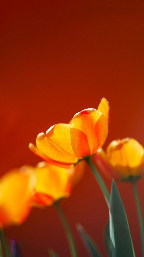 Orange and yellow tulips on orange background screenshot