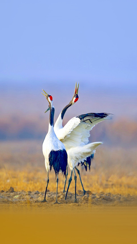 Beautiful Red-crowned Crane screenshot