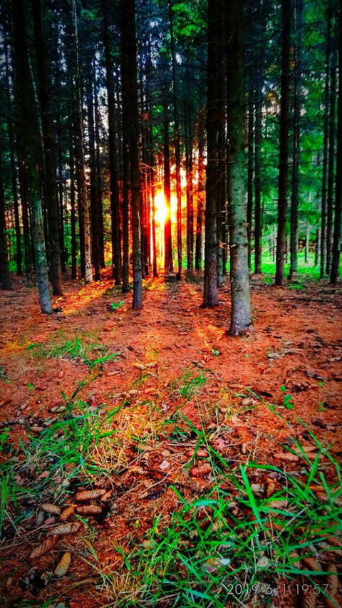 Forest sunset screenshot