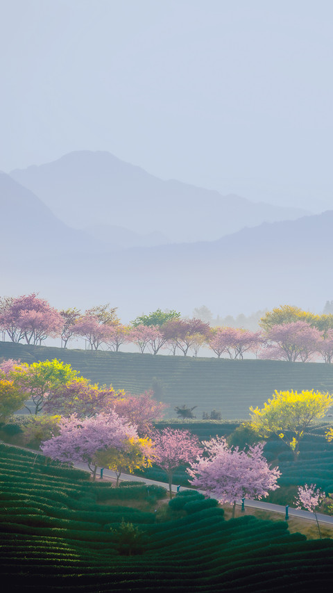 春润茶园 screenshot
