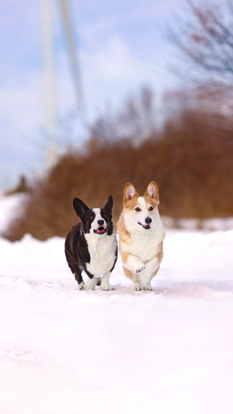 What is it about corgi biting shoes screenshot
