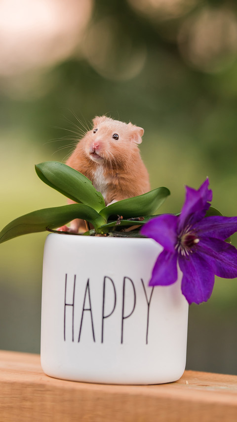 Hamsters and purple flowers screenshot