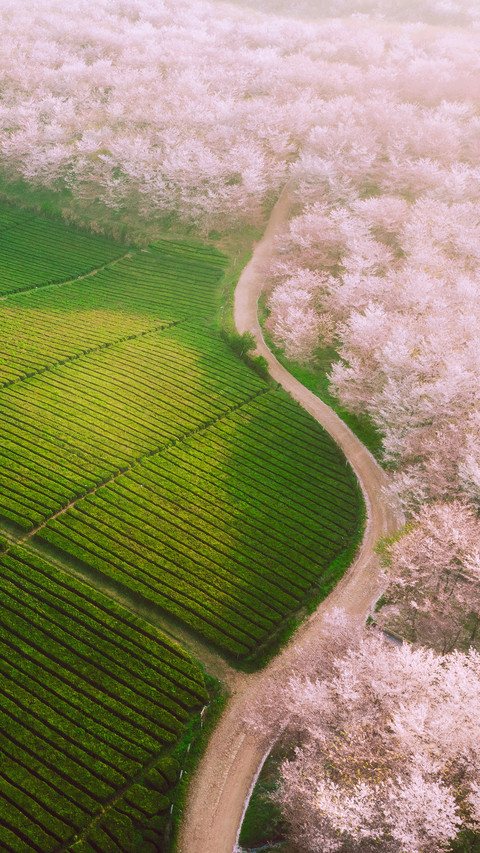 春润茶园 screenshot