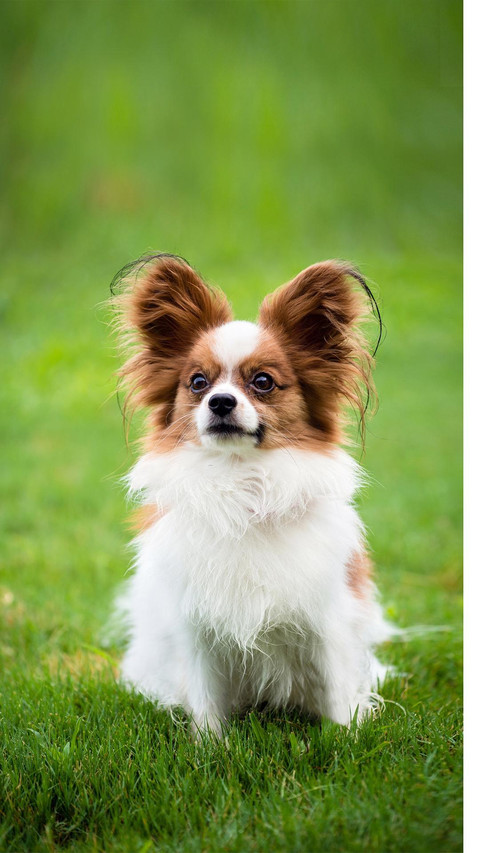 Dog54 screenshot