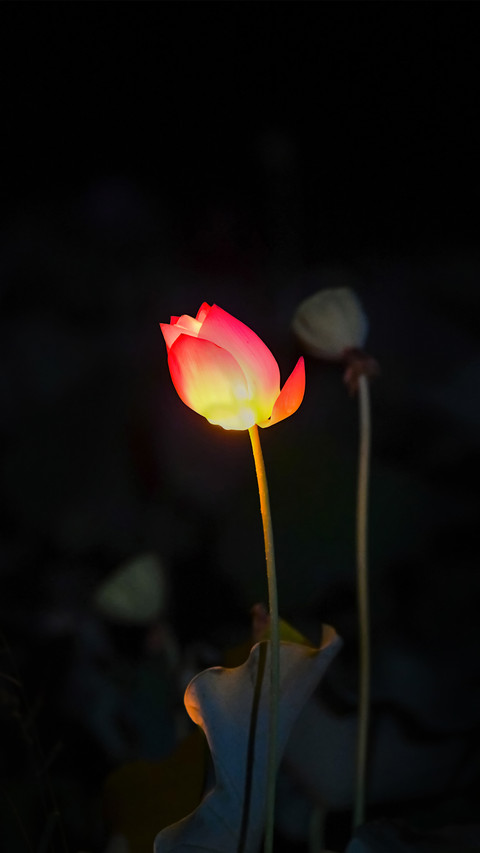 Lotus Outdoor Night Scene Illuminated by Late Night Lights screenshot