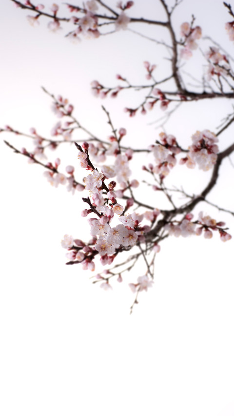 Cherry Blossoms screenshot