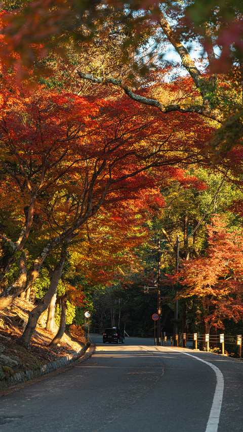 Autumn street screenshot