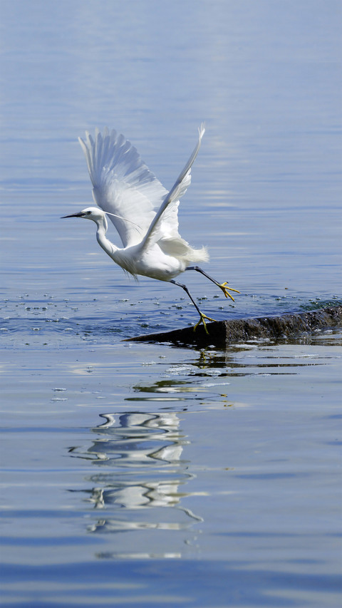 Spring herons flock to enjoy themselves 7 screenshot