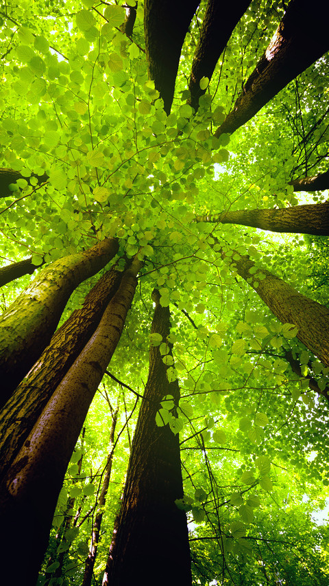 Beech Canopy screenshot