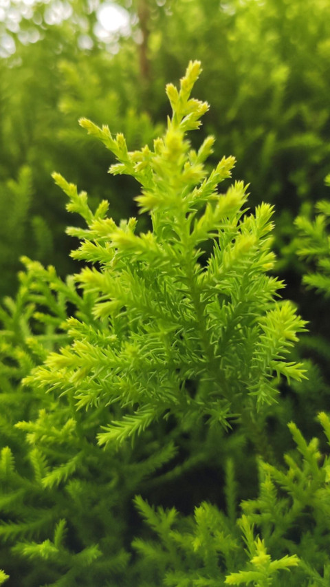 Redmi K20 (34) screenshot