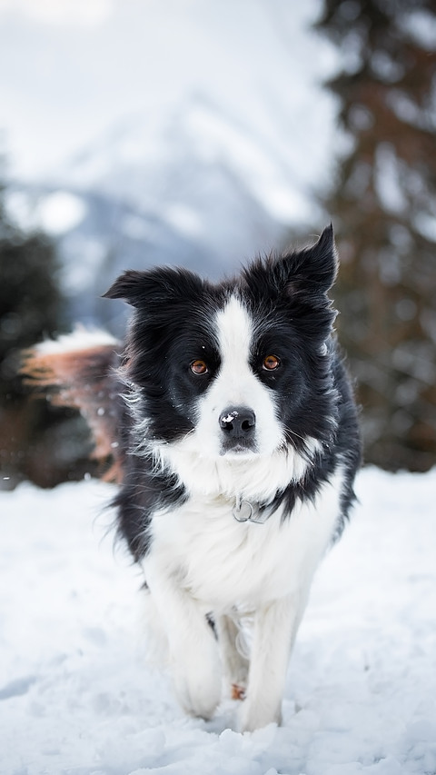 Dog screenshot