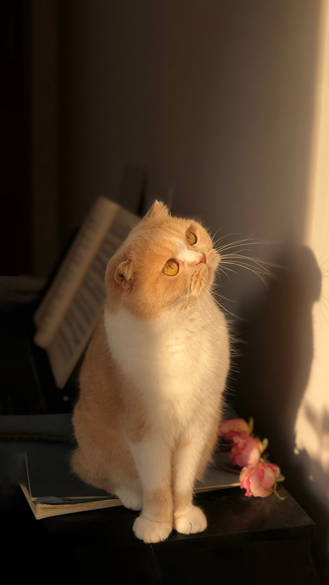 Elegant and Serene Scottish Fold Cat screenshot