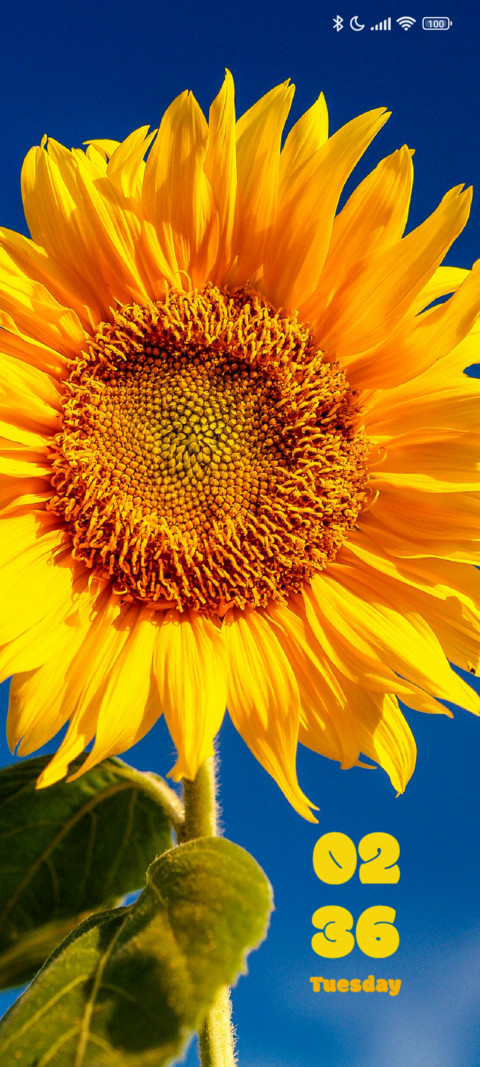 Sunflower screenshot