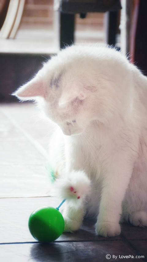 LovePik_cat screenshot