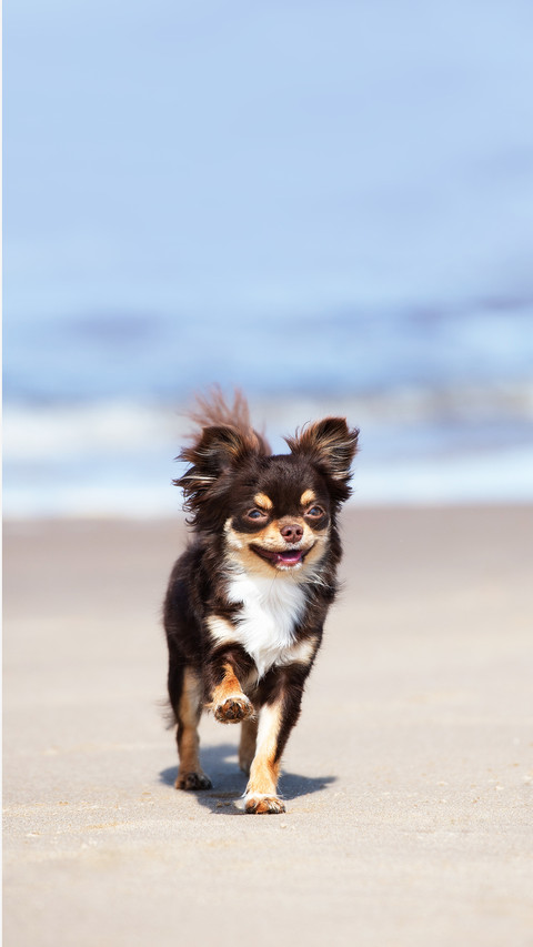 Happy chihuahua dog running on a beach screenshot