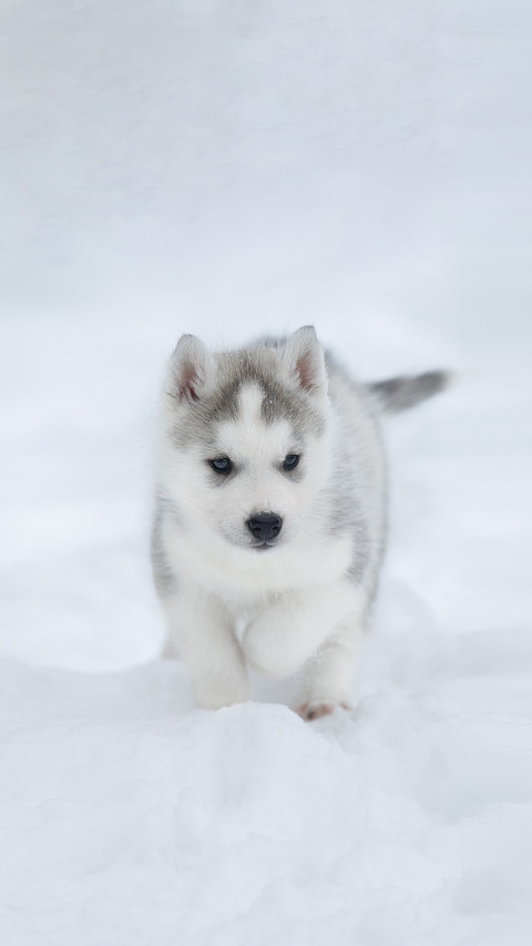 A Husky Dog Playing on The Snow screenshot