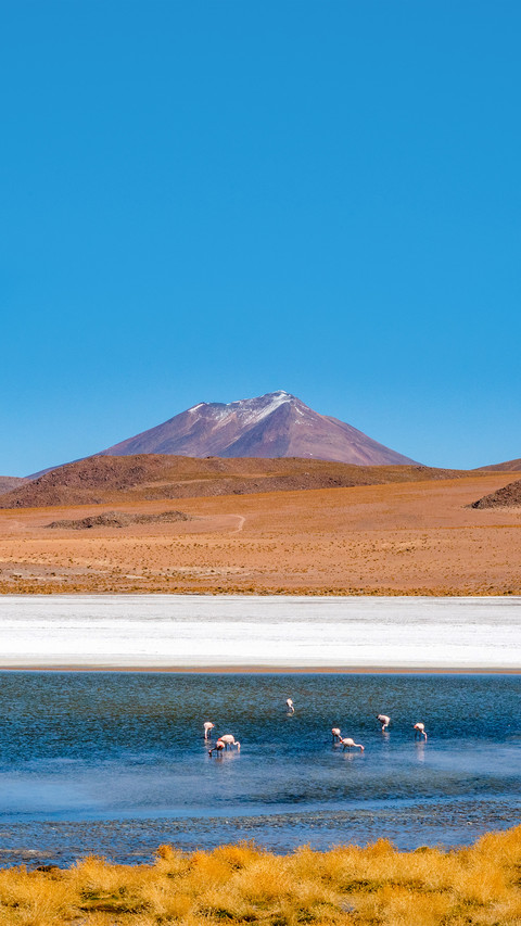 As the flamingos feed in the centre of a lake screenshot