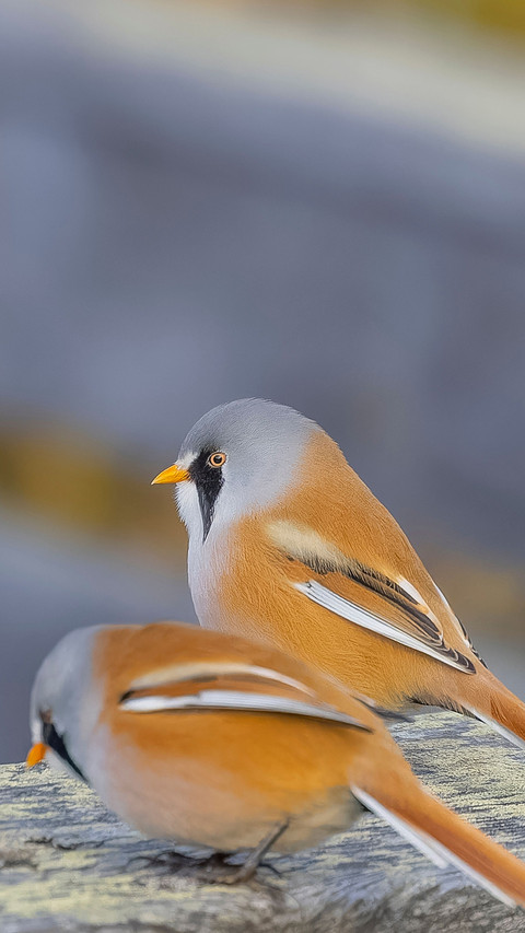 The floating gull screenshot