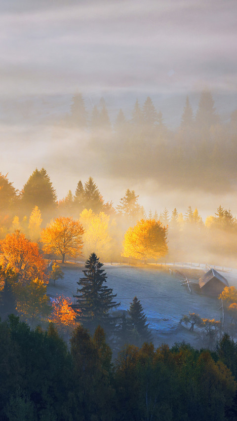 Morning Sun Shines in The Forest screenshot