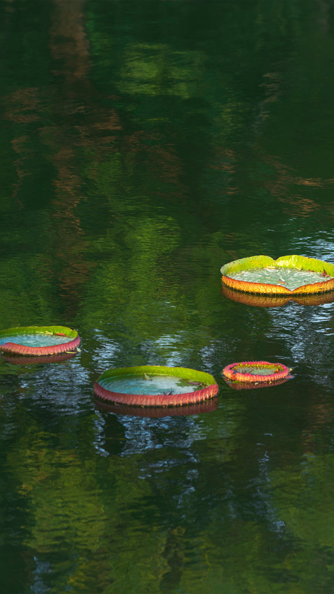 The green spring water is dotted with lotus leaves screenshot