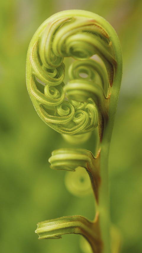 Geometry in Plants 8 screenshot