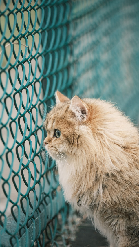 Cat Safety Summer Guide 4 screenshot