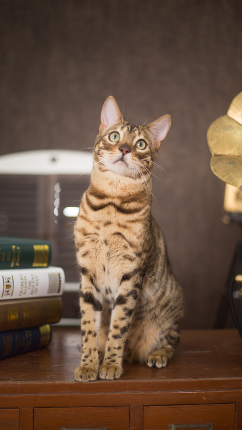 A cat in a retro background screenshot