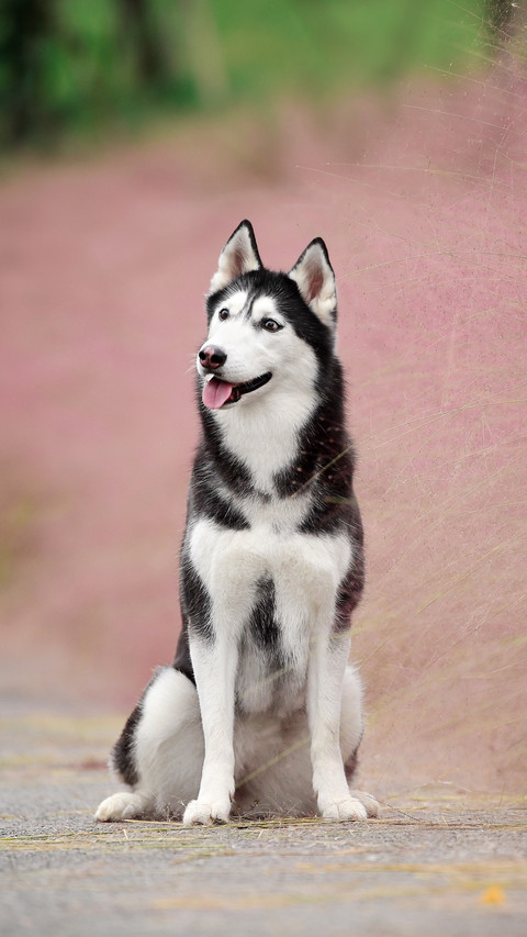 Husky is still suitable for others to raise 60 screenshot
