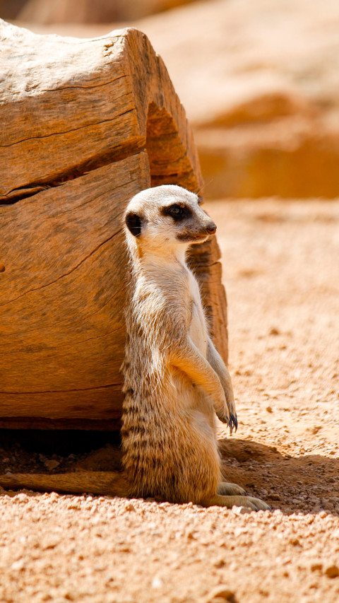 The most dedicated sentinel in the animal kingdom screenshot