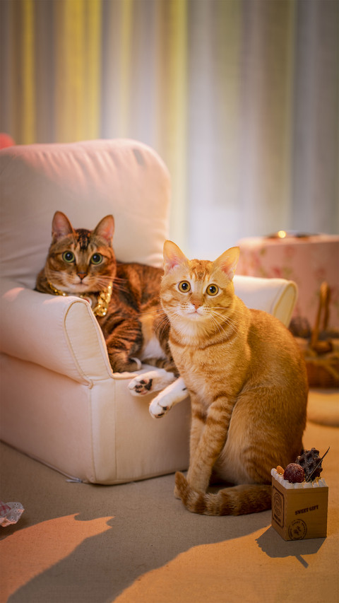 Two Cats Playing On Sofa screenshot