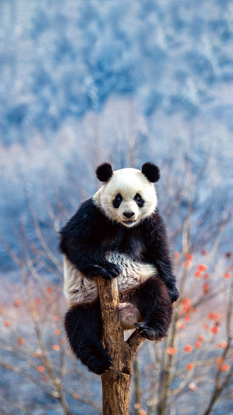 China will release captive pandas to nature screenshot
