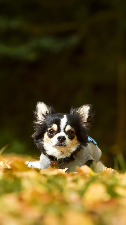 Chihuahuas in the autumn nature taken screenshot