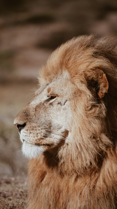 King of the Jungle B2 (4) screenshot