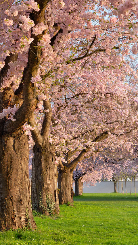 cherry blossom screenshot