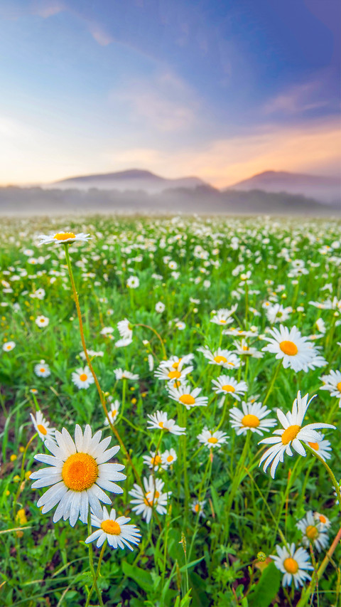 Colorful Flower Field screenshot