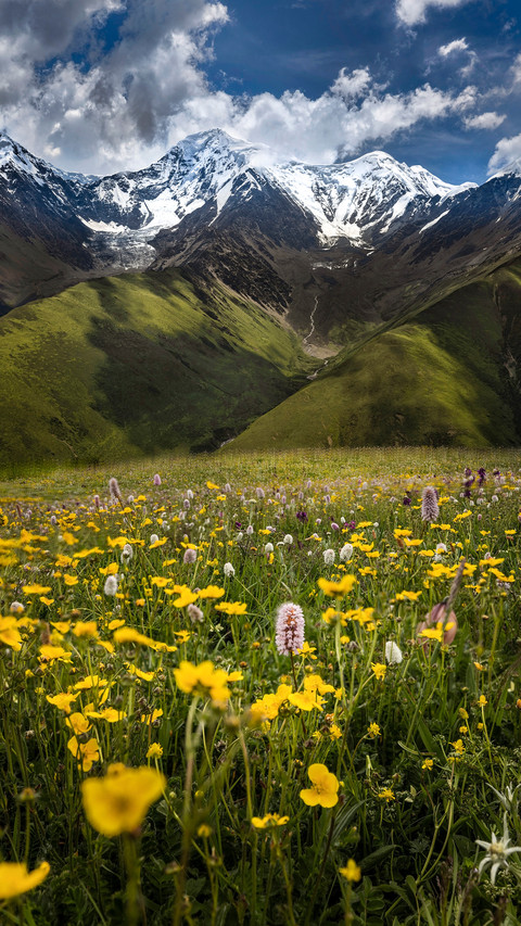 Wildflowers under the snow capped mountains screenshot