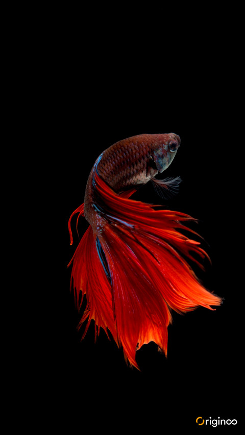 fish (2) screenshot