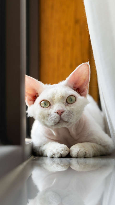 White german cat screenshot