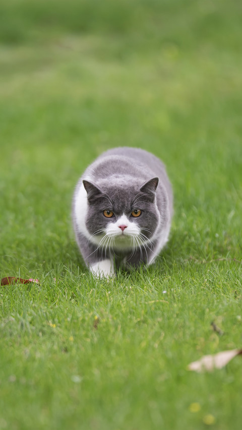 Is the cat dirty screenshot